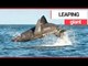 Basking shark filmed leaping out of the water off the Irish coast | SWNS TV