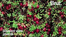 La cranberry, une baie peu respectueuse de l’environnement ?