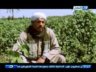 اخر النهار - عزبة ابو ربيع بالقليوبية الأشهر في زراعة الحرنكش