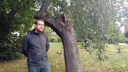 Des arbres en kit, distribués gratuitement en Wapi. Mode d'emploi 2