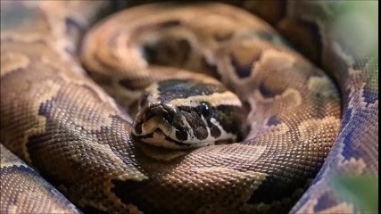 Pitón de roca africana (Python sebae)