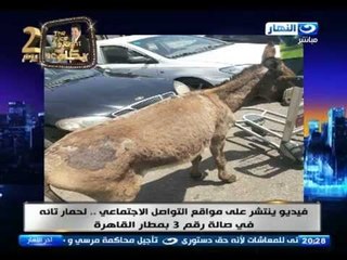 اخر النهار - حمار تائة في صالة رقم 3 بمطار القاهرة