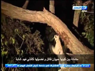 اخر النهار - محمود سعد يعلق على مذبحة الكلاب بالأسكندرية