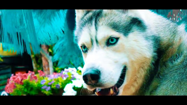 DOGVLOG: ХАСКИ УЧИТ УРОКИ. КЛИП ИЗ ВИДЕО ПОДПИСЧИКОВ. Говорящая собака