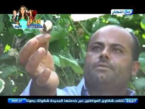 اخر النهار | زراعه القطن في مصر تدخل مرحلة الخطر