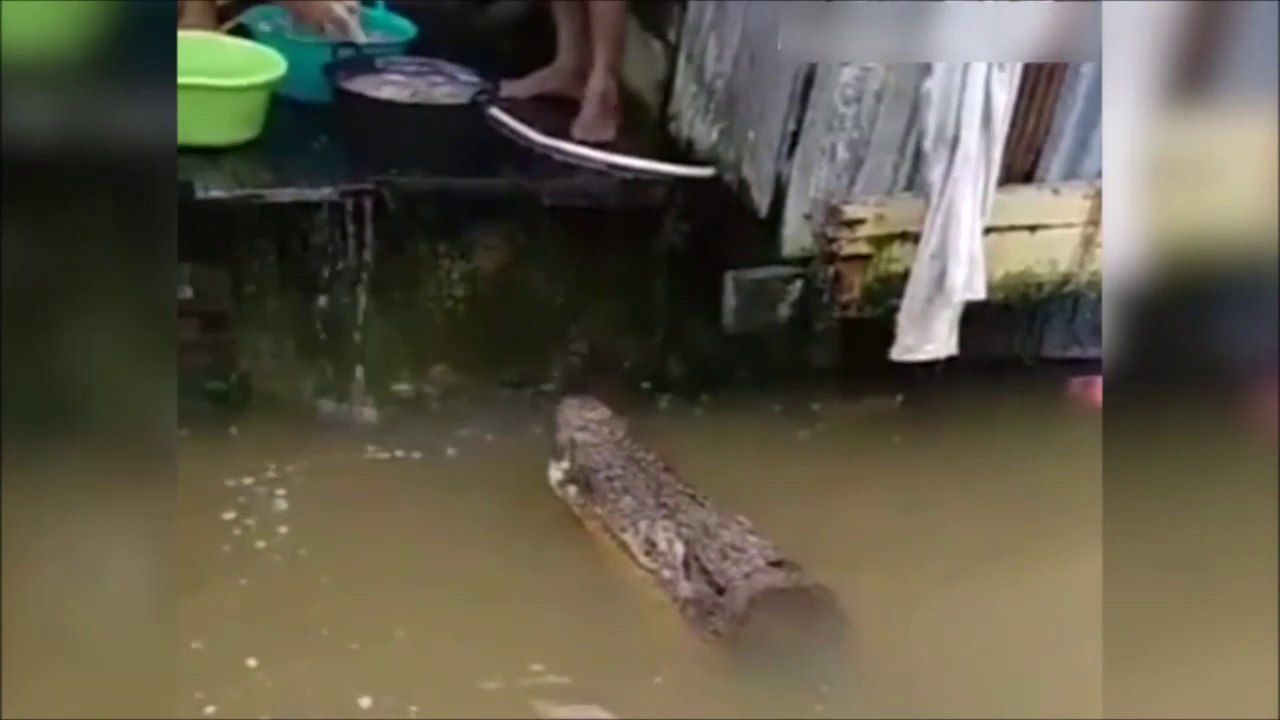 Ce crocodile vient demander à manger comme un chien...