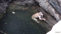 Sauvetage d'un chien sur le point de se noyer dans un puits