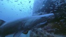 Il tombe nez à nez avec un grand requin blanc pendant sa plongée