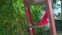 Amateur Gardner Surprised by Massive 11-Foot Tomato Plant Going for World Record