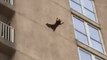 Raccoon Scales Outside of Ocean City Building, Drops Nine Floors and Flees