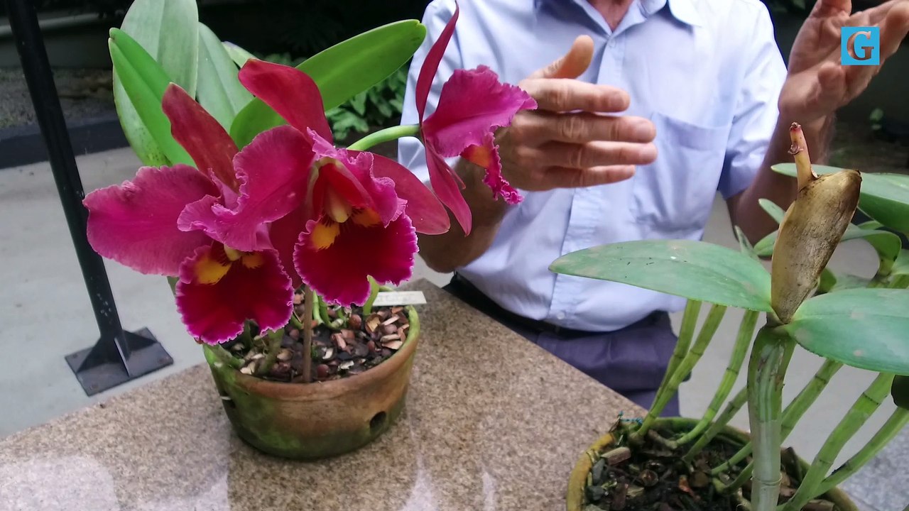 Produtor fala sobre reprodução de orquídeas