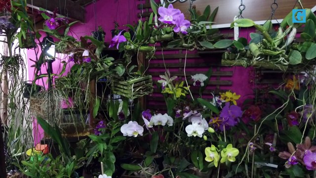 Produtores de orquídeas