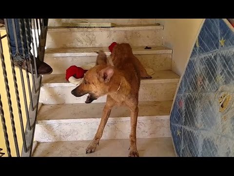 على هوى مصر - الكلاب الضالة تحاصر اهالي حدائق حلوان اهالي المنطقة يستغيثون برئيس الوزراء