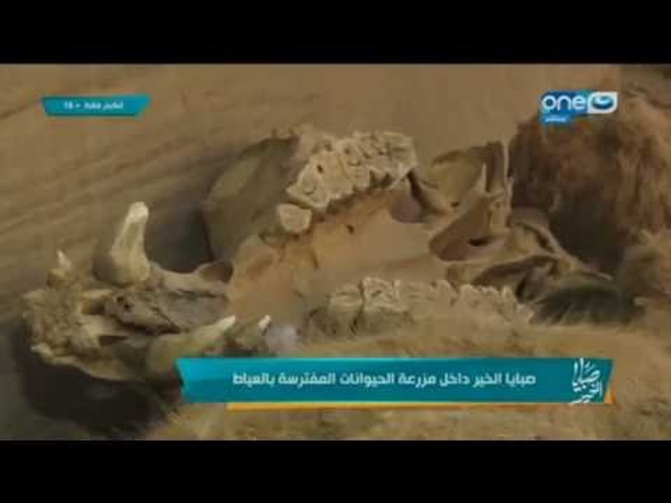 صبايا الخير - بقايا هياكل عظام أسد في ي مزرعة "نمر العياط" +18