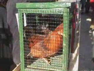 Piémont Morozzo Fiera del Cappone