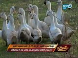 على هوى مصر - عودة انفلونزا الطيور .. الزراعة : 19 بؤرة إصابة بأنفلونزا الطيور وارتفاع الاصابة
