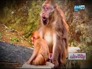 النهارده فى" كوكب بنات _وولاد" هنتكلم عن حيوان كلنا بنحبوا ومرتبط اسمو دايما بالشقاوة