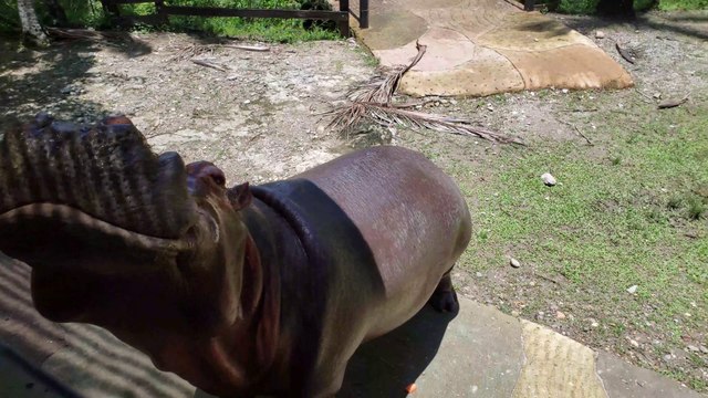 Visitando la antigua finca de Pablo Escobar /4K)parte 2