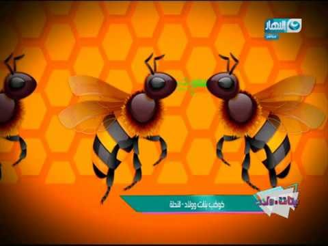 بنات وولاد | النهارده فى كوكب بنات وولاد هنتكلم عن مملكة النحل