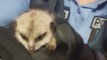 Stolen Baby Meerkat Recovered by Police, Returned to Perth Zoo