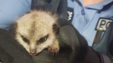 Stolen Baby Meerkat Recovered by Police, Returned to Perth Zoo