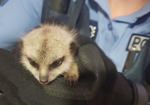 Stolen Baby Meerkat Recovered by Police, Returned to Perth Zoo