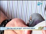 أخر النهار - مسابقات الحمام الزاجل .. طريق مصر لحصد جوائز دولية