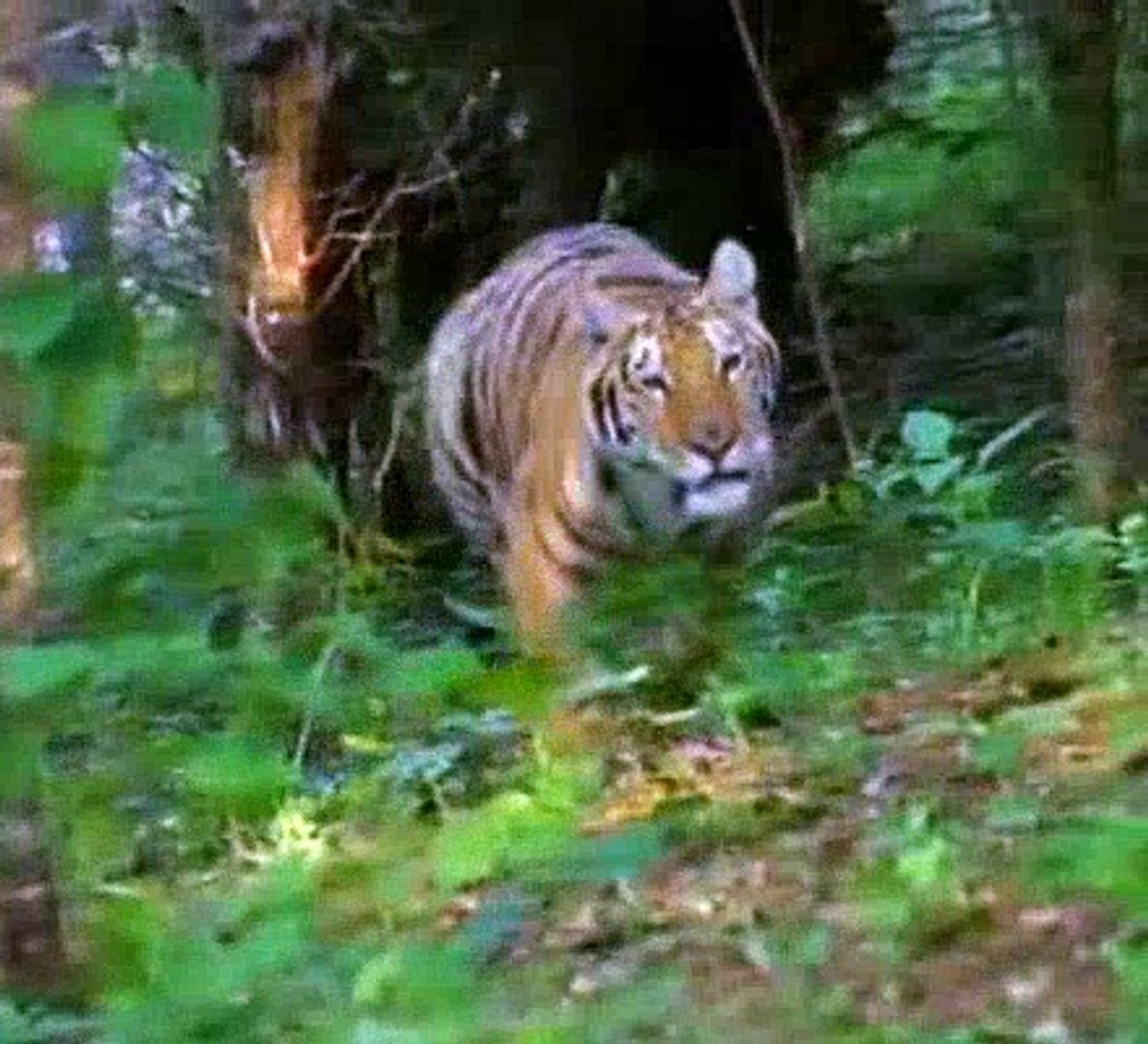 Baby Einstein 21 World Animals A Musical Safari 06mos Video Dailymotion