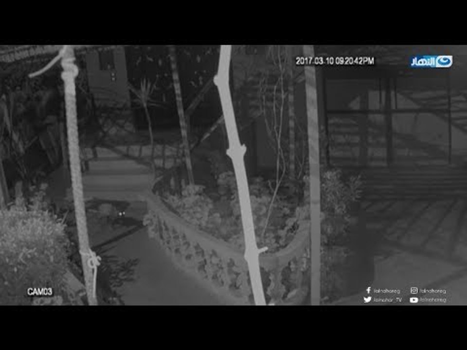 صبايا الخير | بالفيديو الكاميرات ترصد سلعوة مفترسة تهاجم البيوت