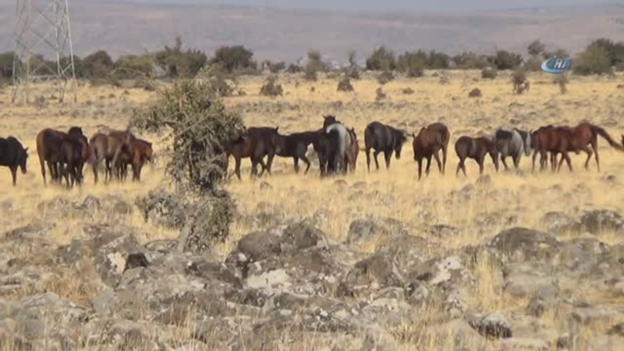 Kahramanmaraş'ta Yılkı Atları Doğal Ortamında Görüntülendi