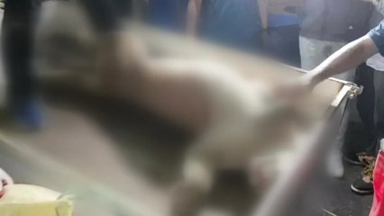 죽어서야 자유 얻은 '퓨마의 비극'...전시동물 복지 논란 / YTN