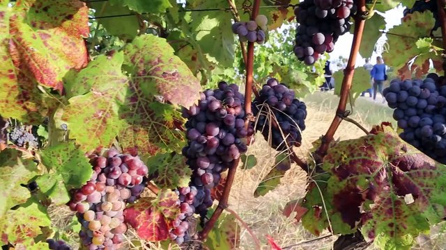 Enlem ve boylamın lezzet kattığı üzüm bağlarında hasat - EDİRNE