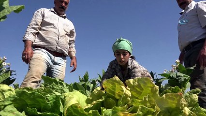 Tütün tarlasında kırım mesaisi