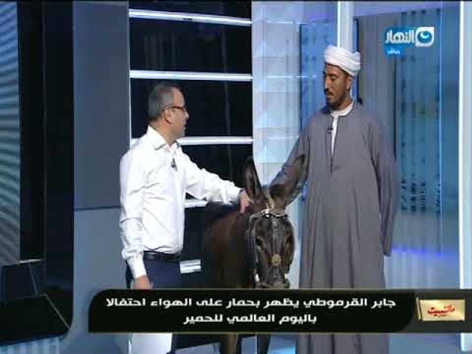 مانشيت القرموطي | جابر القرموطي يظهر ومعه " حمار " على الهواء إحتفالاً باليوم العالمي للحمير
