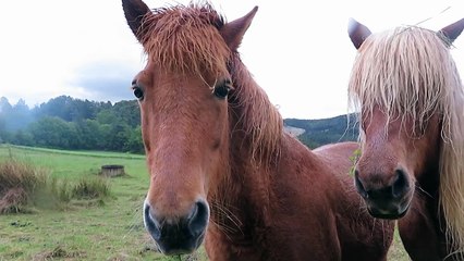 Chevaux du Luberon