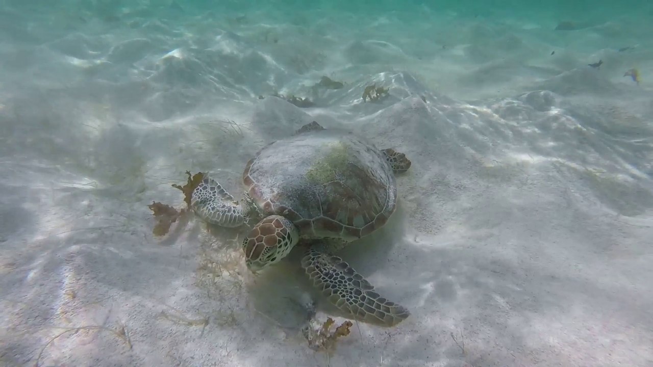 Tortue et requin citron à Petite Terre