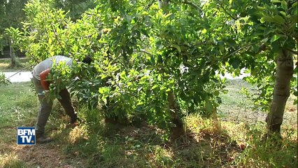 Tải video: De désarroi cet arboriculteur a arraché quatres hectares d’arbres fruitiers