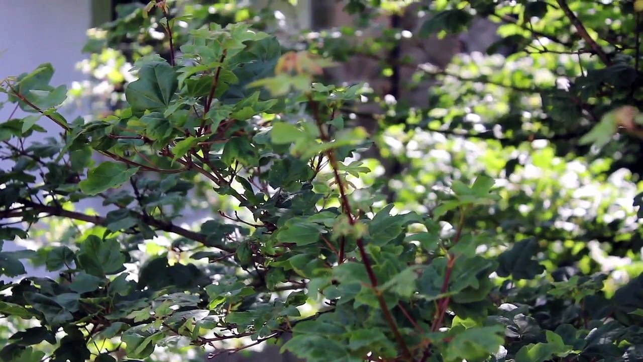 Mein Vater - Dein Land /Full Film/Ganzer Film/Complete Movie