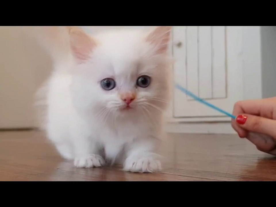 pritty kitten