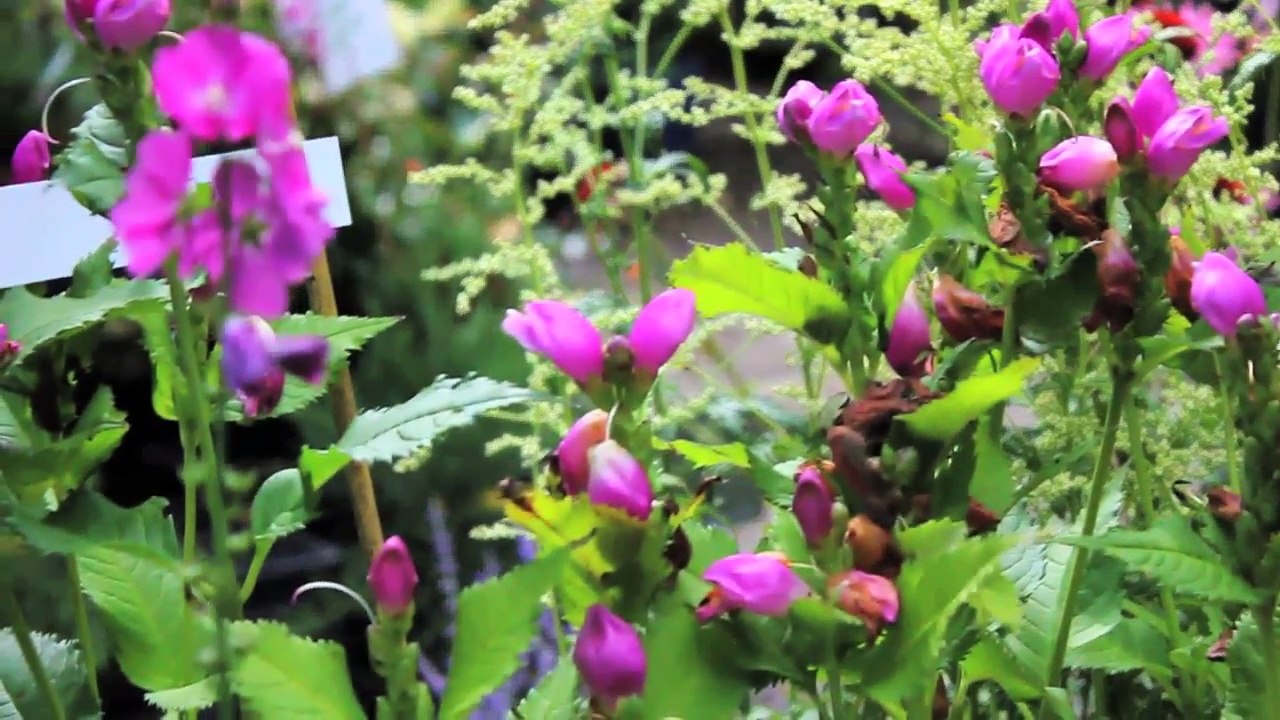 Arboretum Ellerhoop 2014 Folge 03 /Ganzer Film/Complete Movie/Full Film