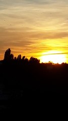 Etourneaux sansonnets dans l'est parisien le 15-09-18