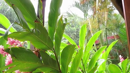 Pluie et chant des grenouilles en Guadeloupe