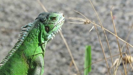 Iguane en Guadeloupe