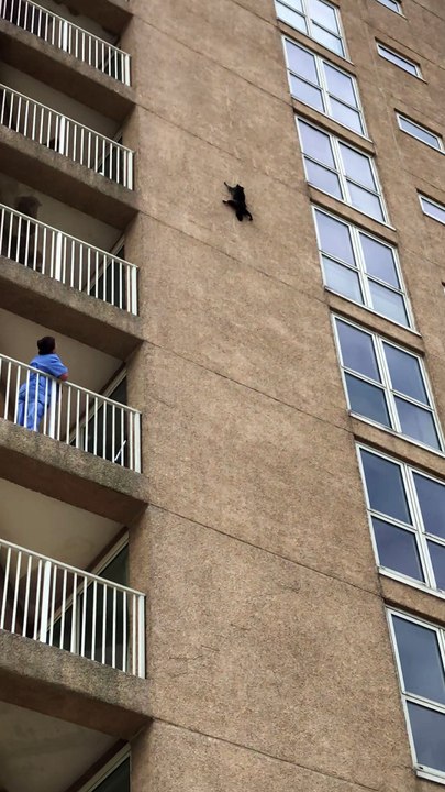 Daredevil Raccoon
