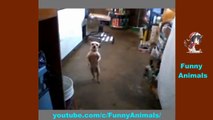 Funny Animals * Funny Dogs * TRY NOT TO LAUGH or GRIN