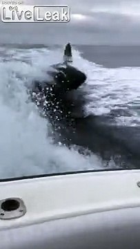 Ces orques chassent un bateau à pleine vitesse