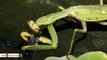 Praying Mantis Was Caught Fishing For The First Time