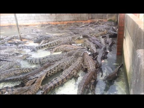 L'heure du repas pour les crocodiles : impressionnant