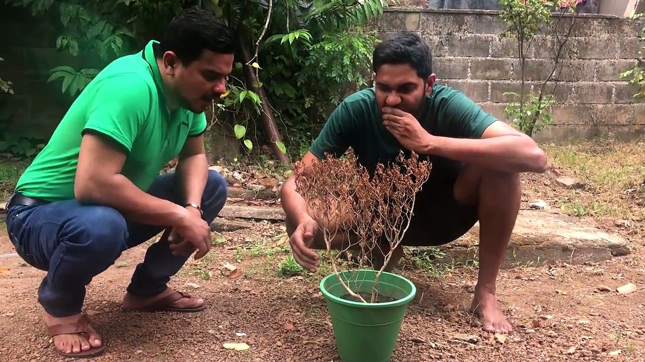 Mal Pale | මල් පැලේ