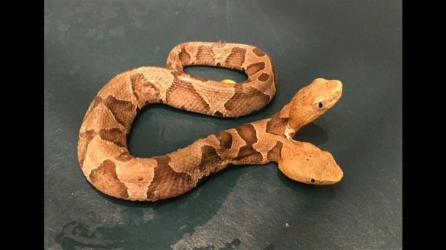 شاهد: ثعبان برأسين في ولاية فرجينيا الأمريكية